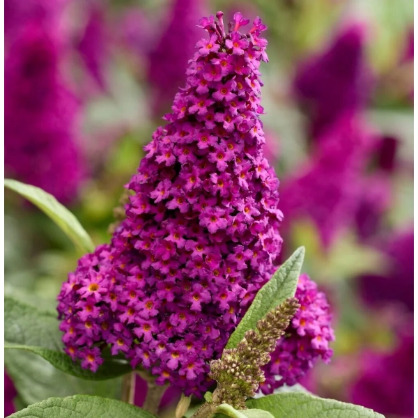 Budleja Butterfly Candy Little Magenta – karłowa budleja sadzonka